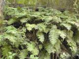 Blechnum chilense