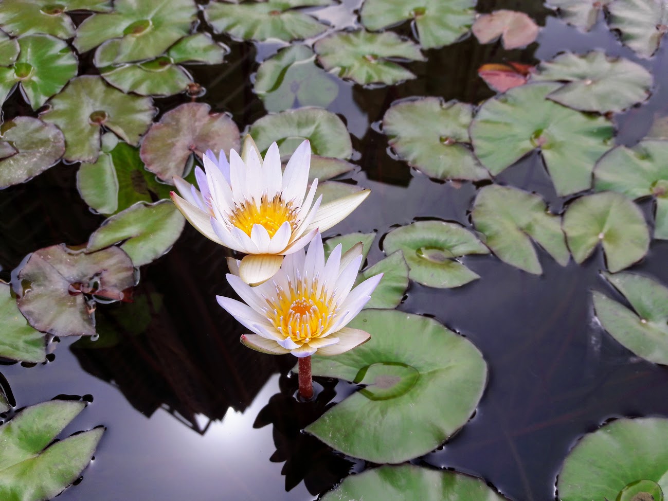 Image of Nymphaea odorata specimen.