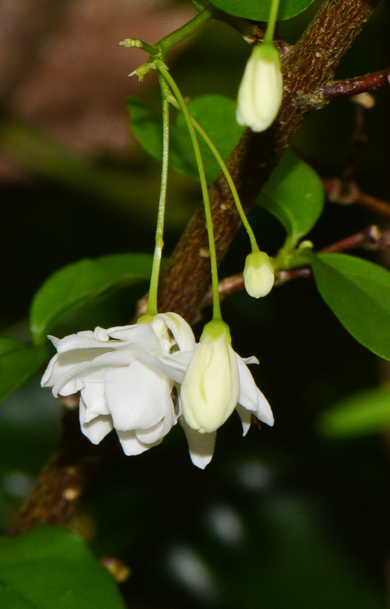 Image of Wrightia religiosa specimen.