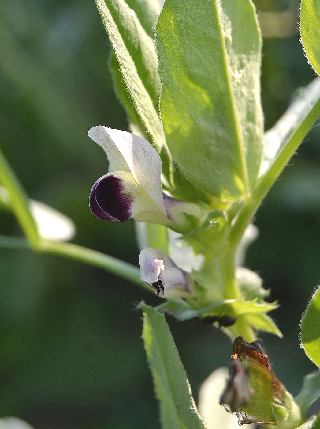 Изображение особи Vicia narbonensis.