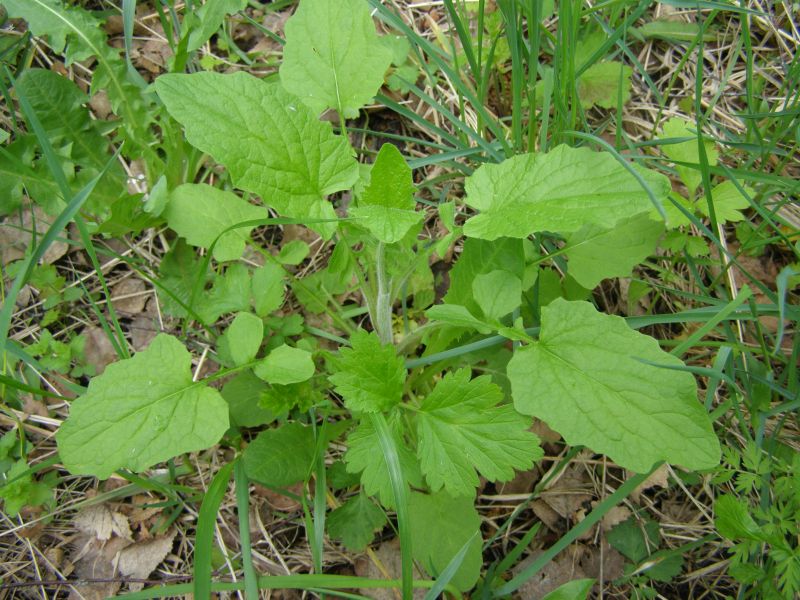 Image of Lapsana communis specimen.