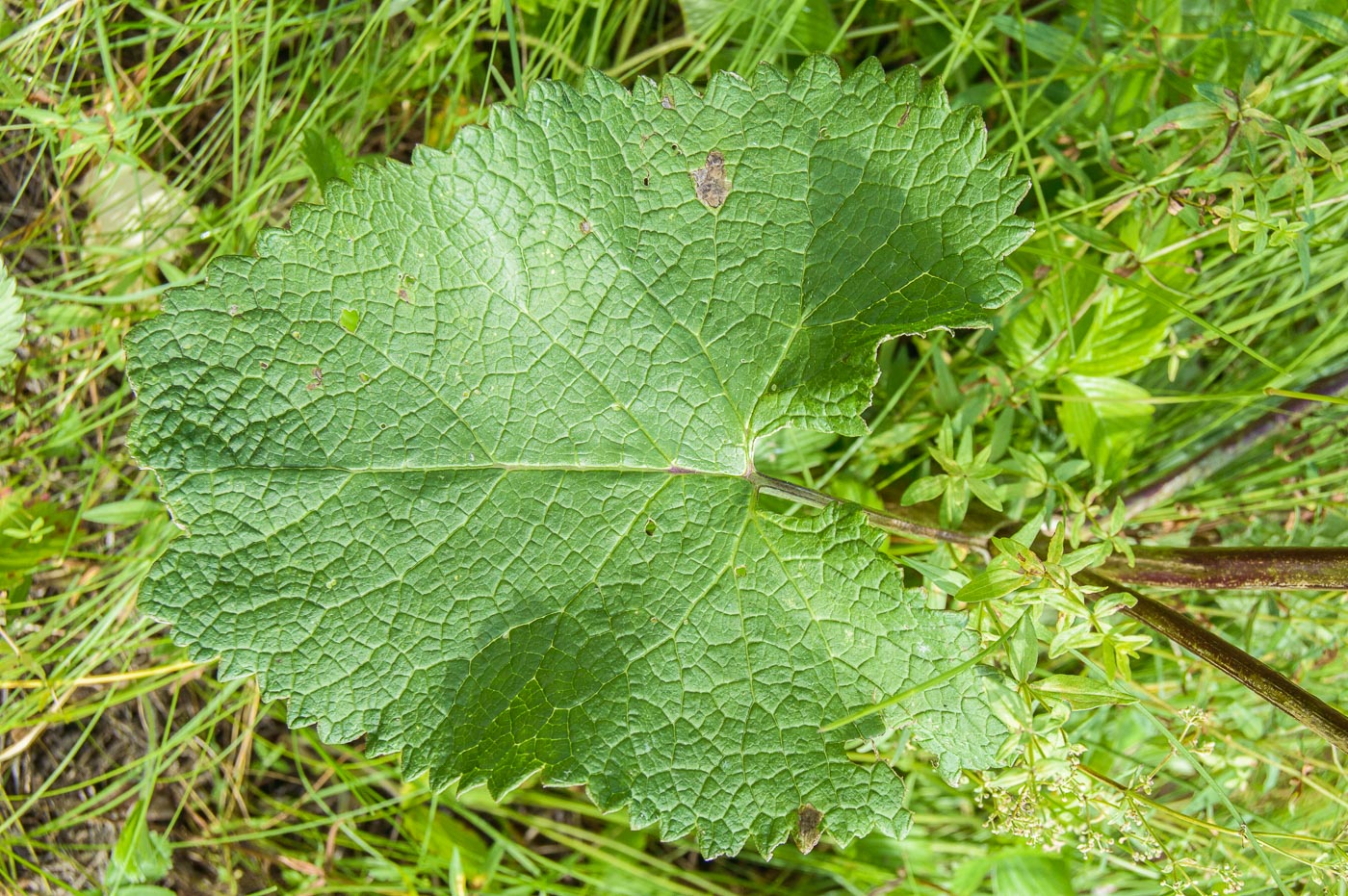 Image of Phlomoides tuberosa specimen.