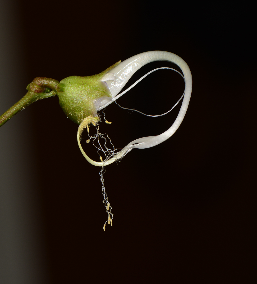 Image of Vigna speciosa specimen.