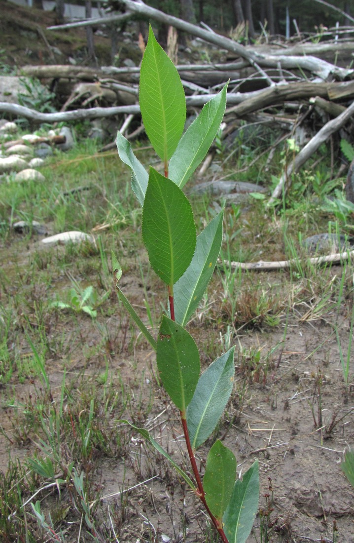 Image of Salix pentandrifolia specimen.