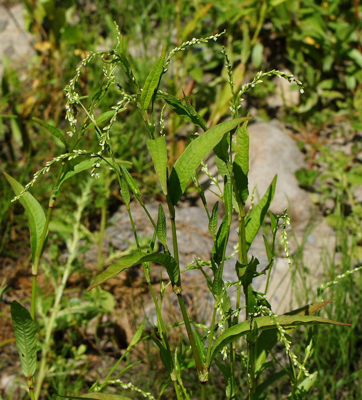 Изображение особи Persicaria hydropiper.