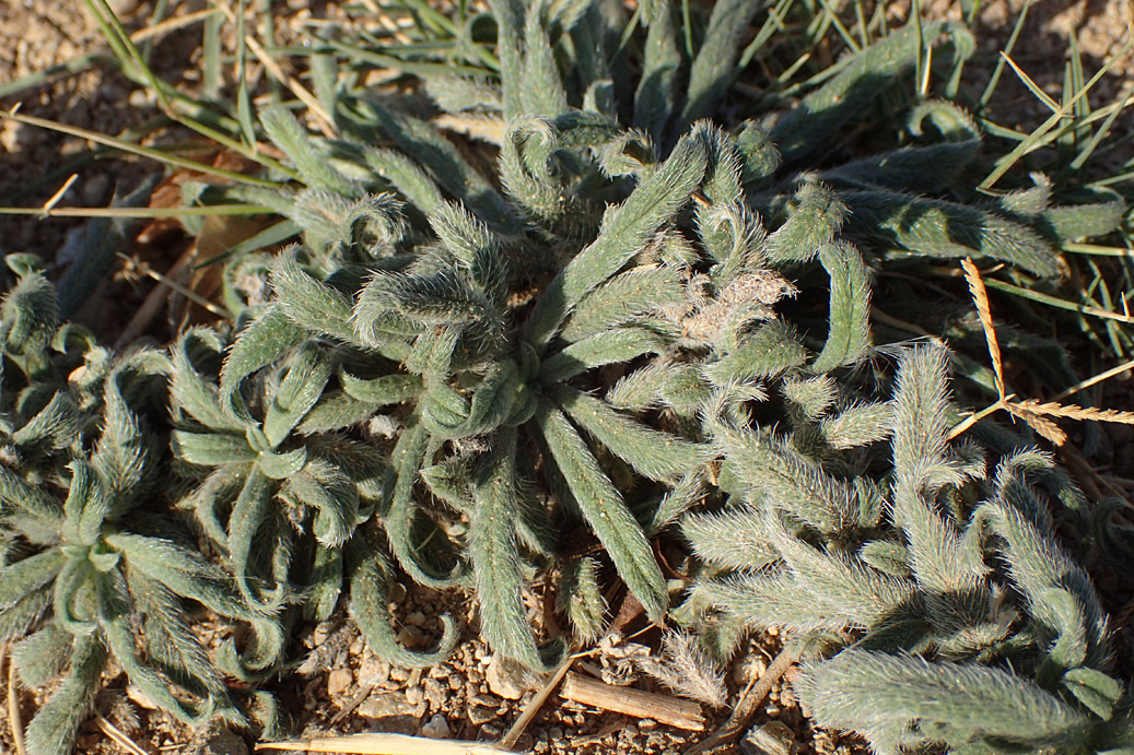 Изображение особи Echium angustifolium.