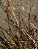 Setaria viridis