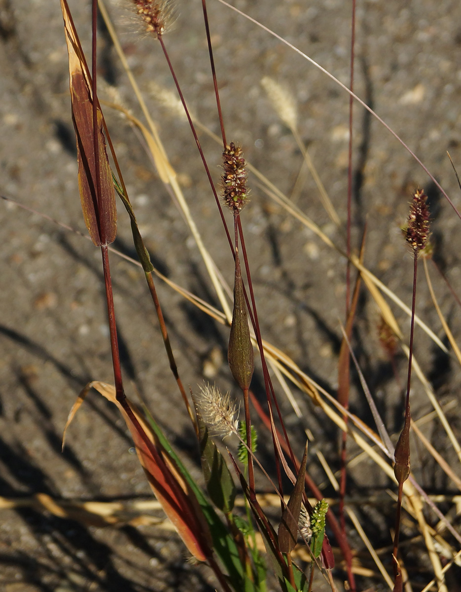 Image of Setaria viridis specimen.