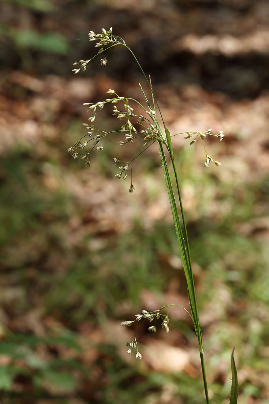 Image of Luzula sylvatica specimen.