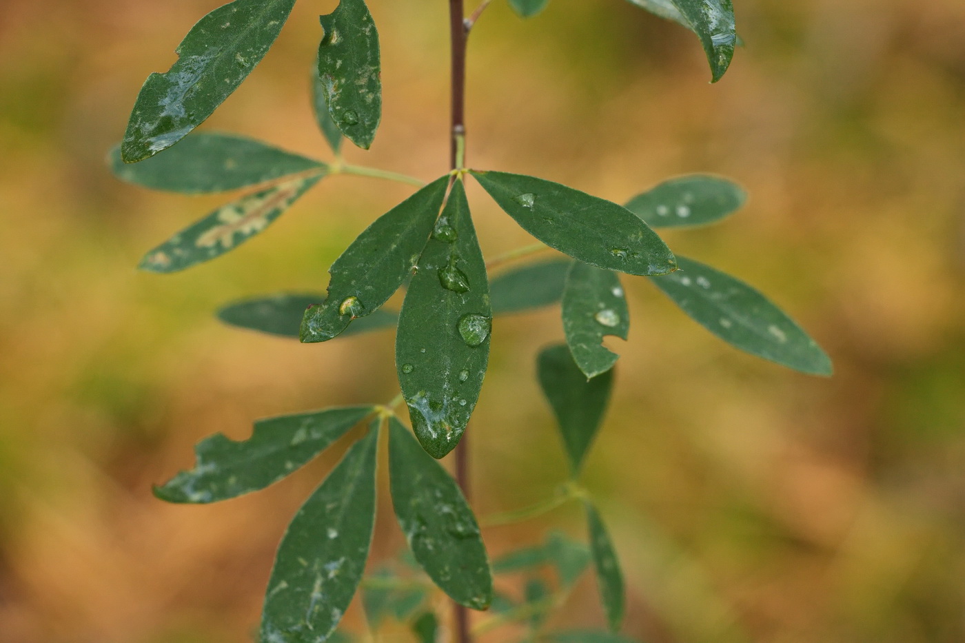 Изображение особи Chamaecytisus ruthenicus.