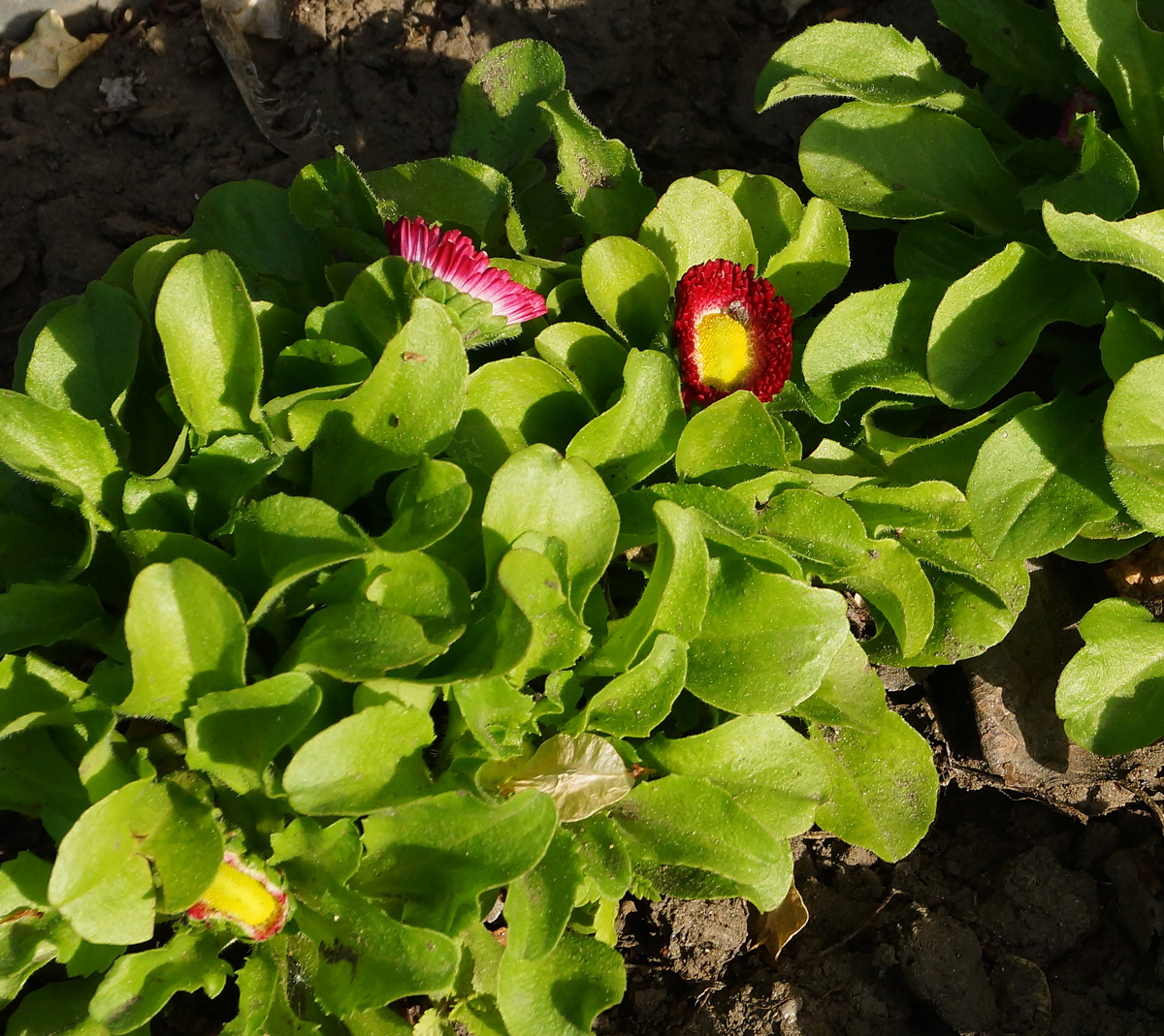 Image of Bellis perennis specimen.