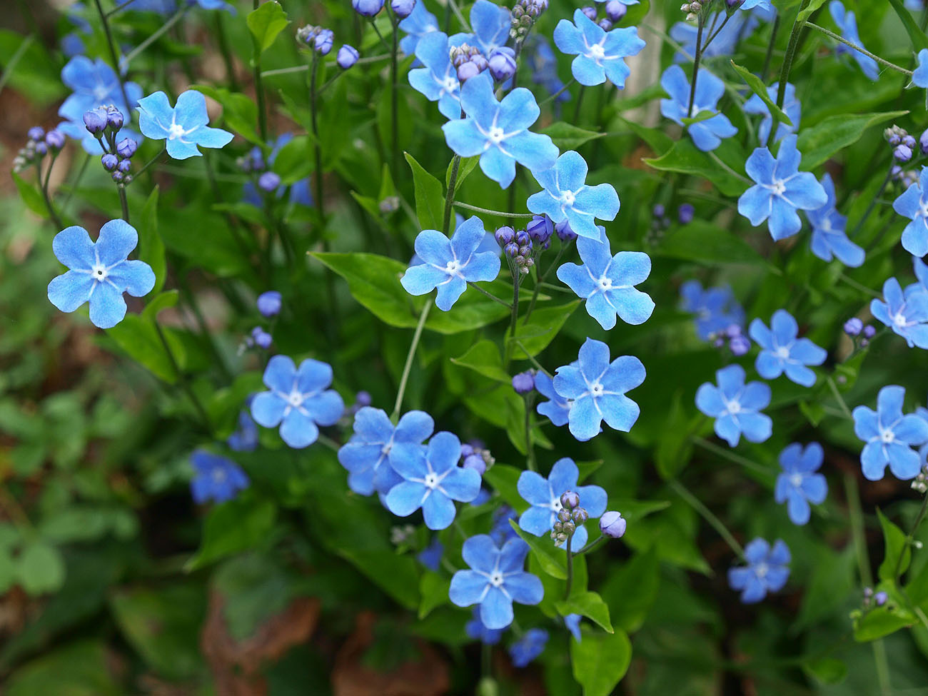 Image of Omphalodes cappadocica specimen.