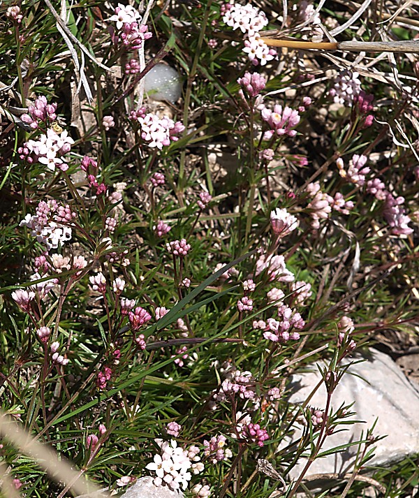 Image of Asperula accrescens specimen.