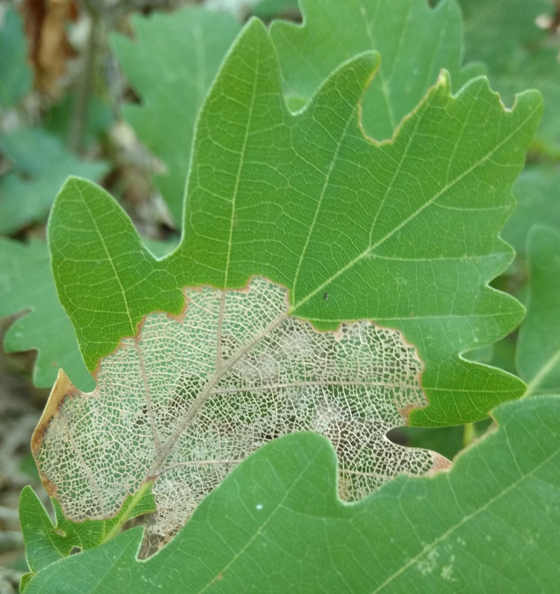 Изображение особи род Quercus.