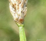 Eleocharis palustris. Основание соплодия. Краснодарский край, Ленинградский р-н, водопропуск автодороги. 14.07.2018.