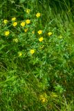 View full-size image genus Potentilla