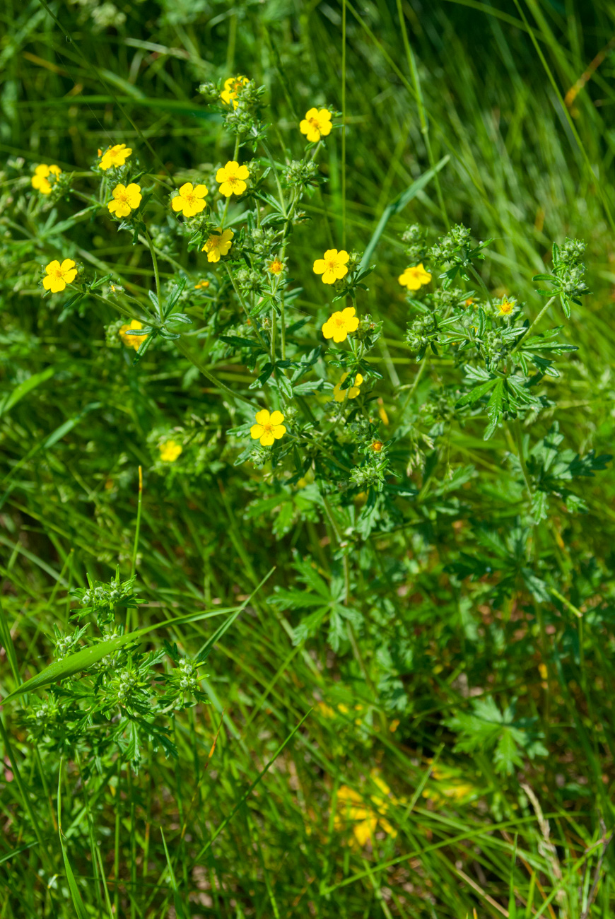 Изображение особи род Potentilla.