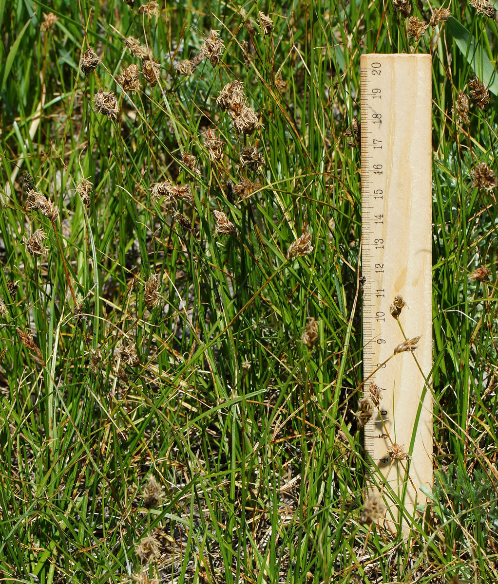 Image of Carex pachystylis specimen.