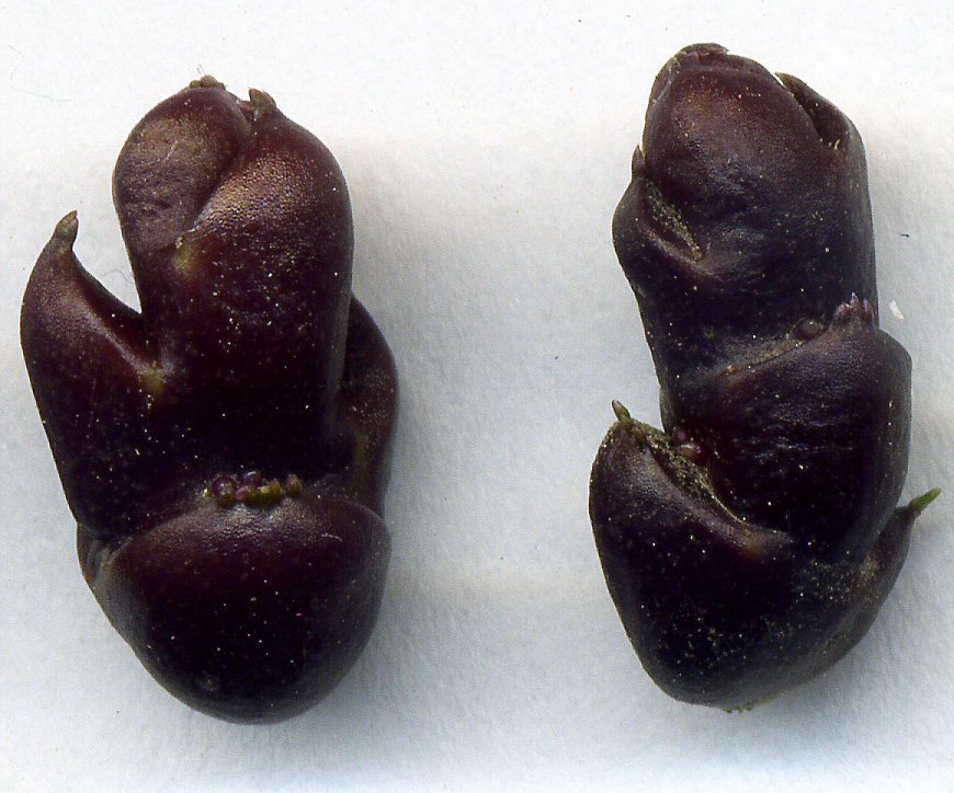 Image of Cardamine bulbifera specimen.