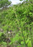 Equisetum ramosissimum