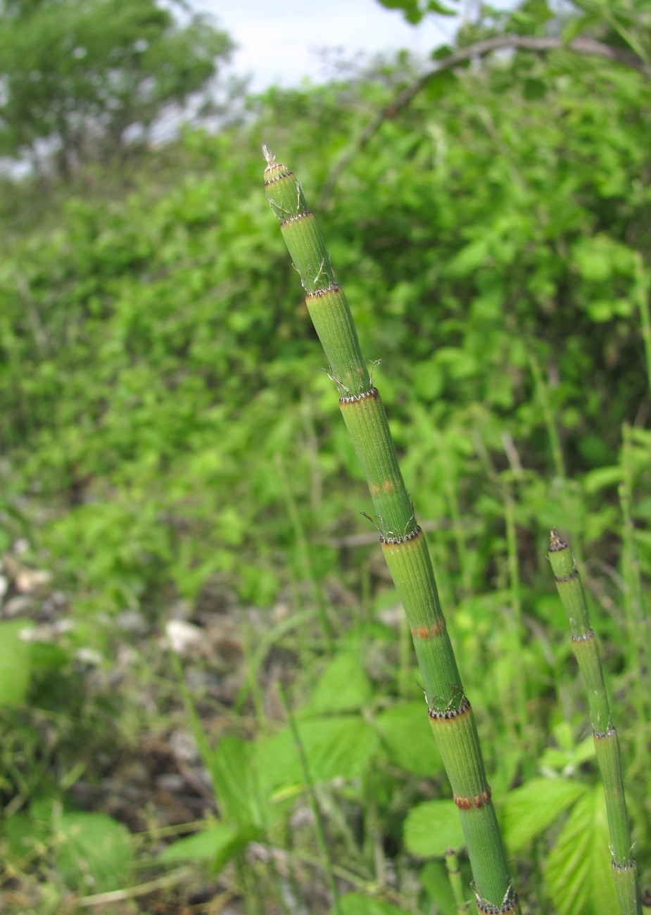 Изображение особи Equisetum ramosissimum.