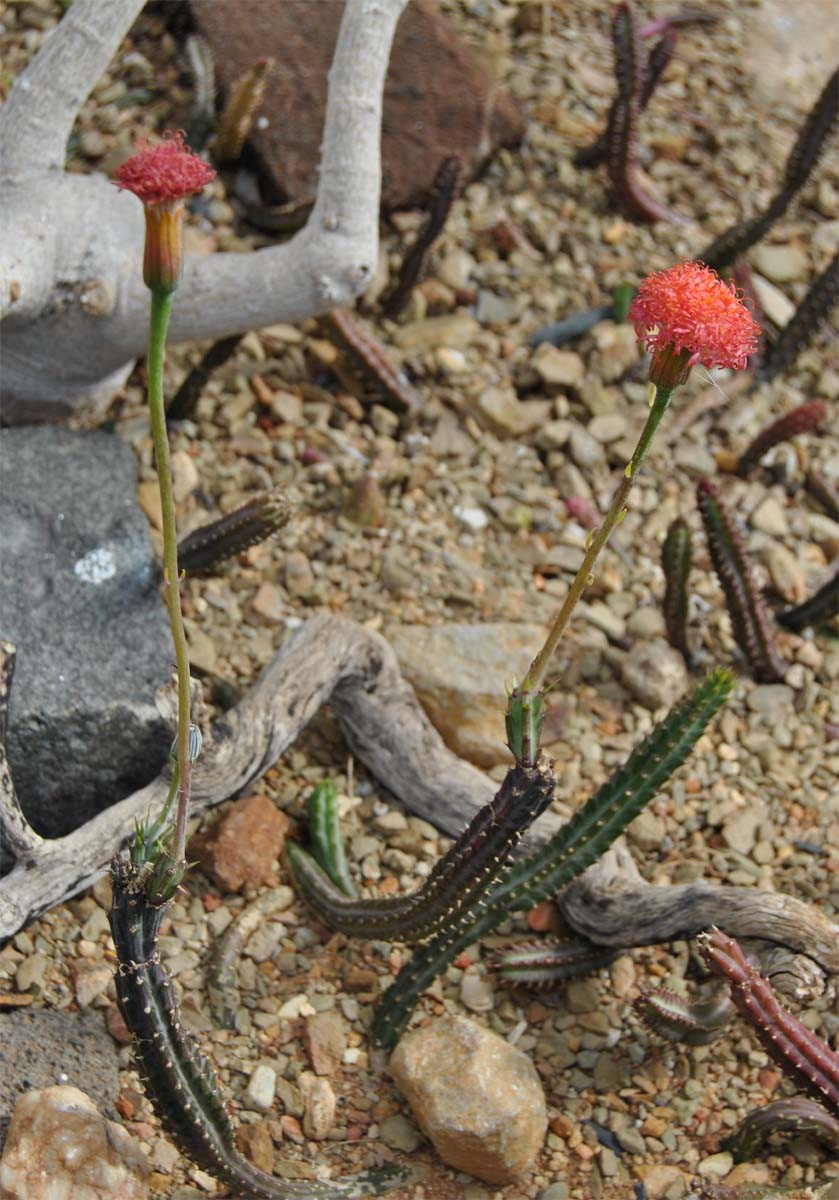 Image of Kleinia stapeliiformis specimen.