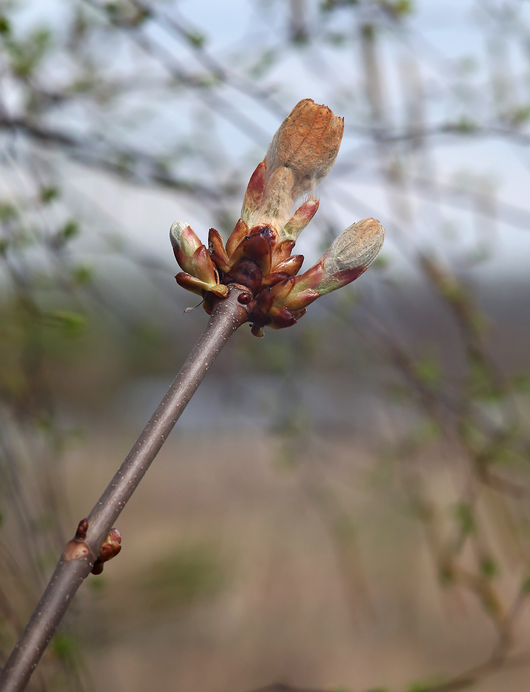 Изображение особи Aesculus hippocastanum.