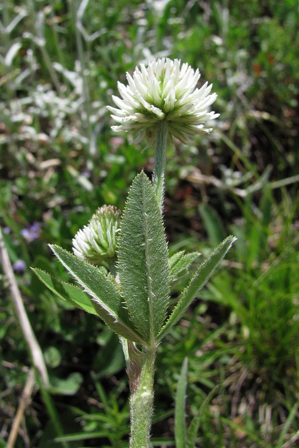 Изображение особи Trifolium montanum.