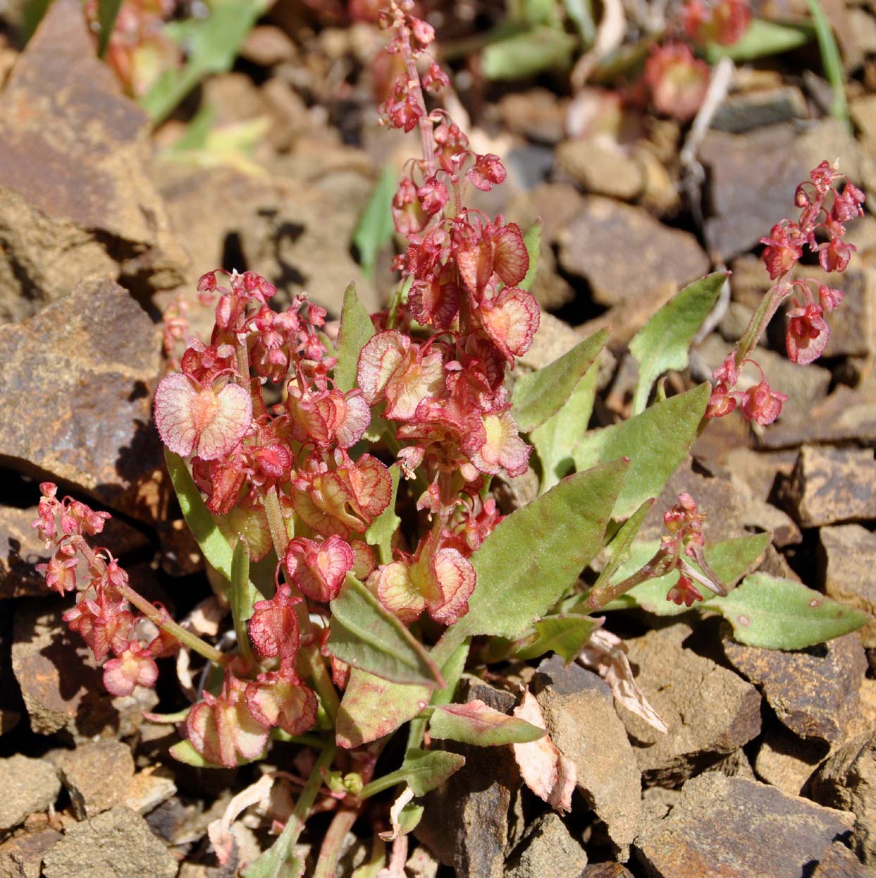 Image of Rumex cyprius specimen.