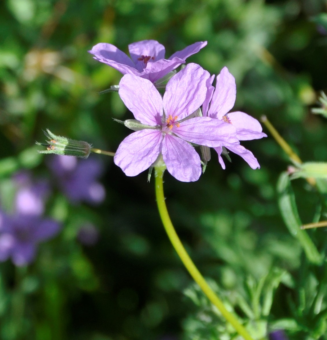 Изображение особи Erodium laciniatum.