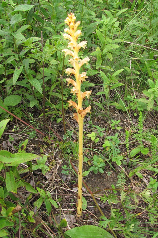 Изображение особи Orobanche lutea f. pallens.