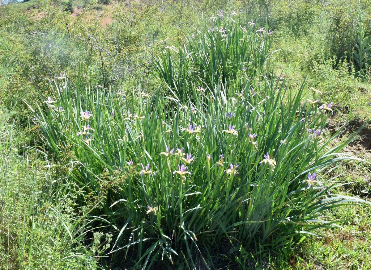 Изображение особи Iris sogdiana.