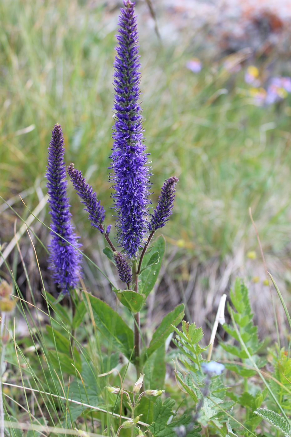 Image of Veronica porphyriana specimen.