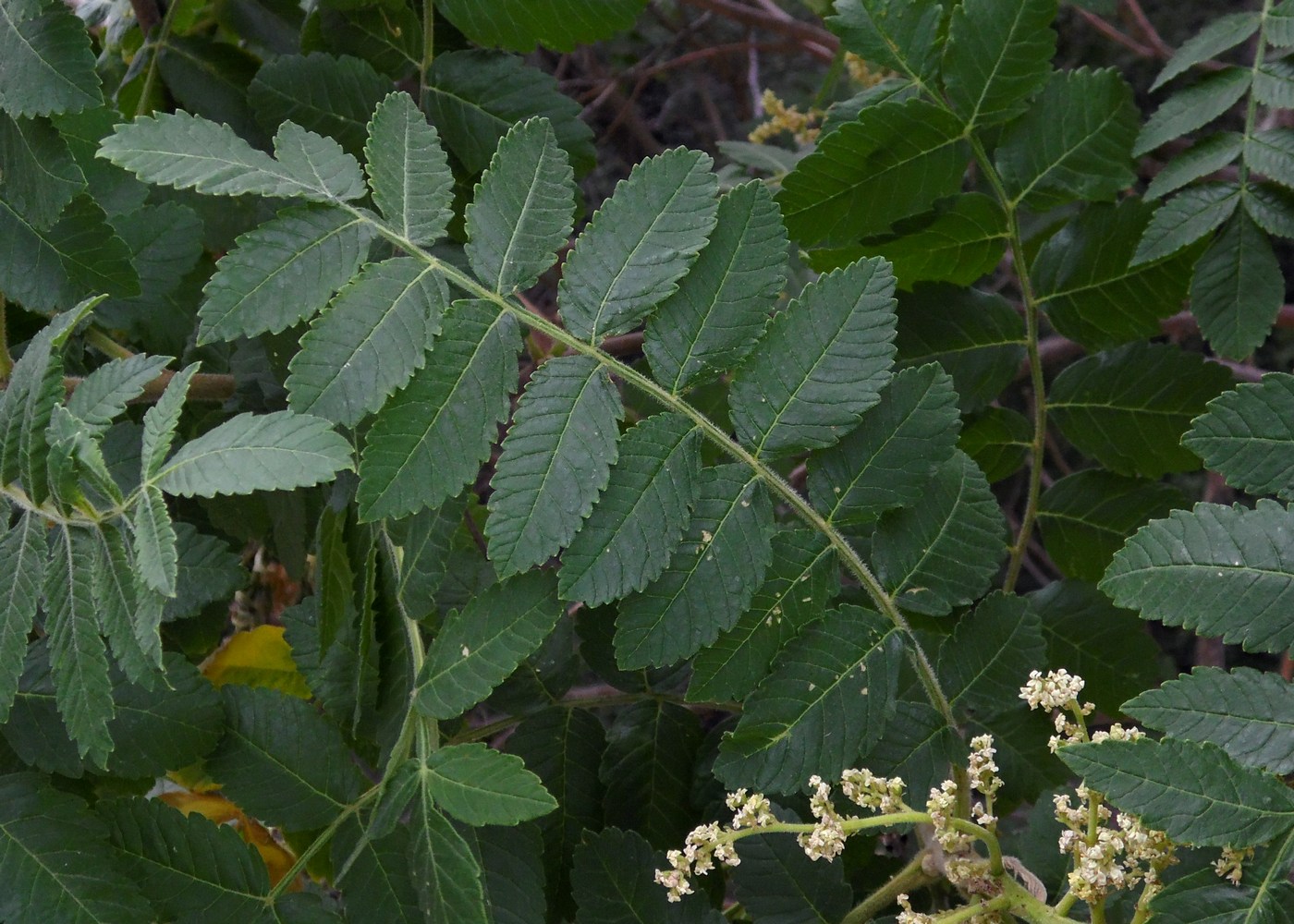 Гербарий Сумах дубильный Rhus coriaria l.