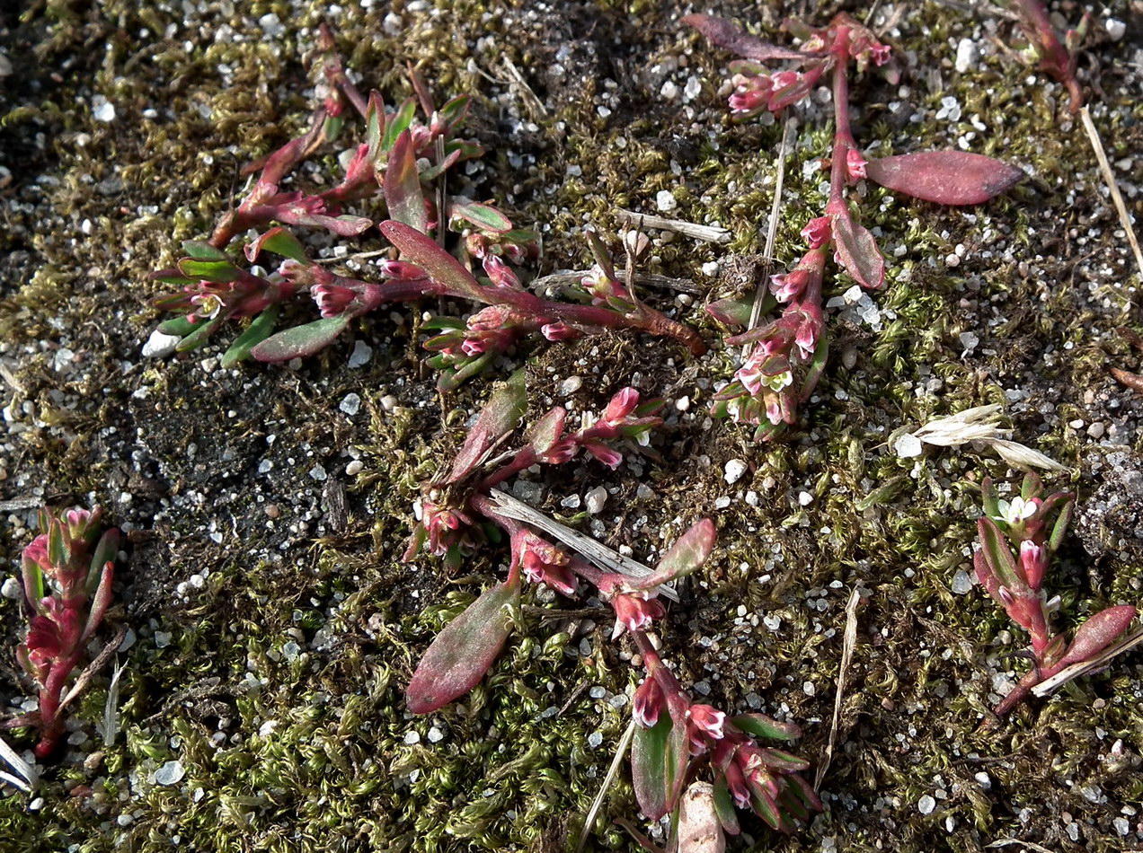 Image of genus Polygonum specimen.