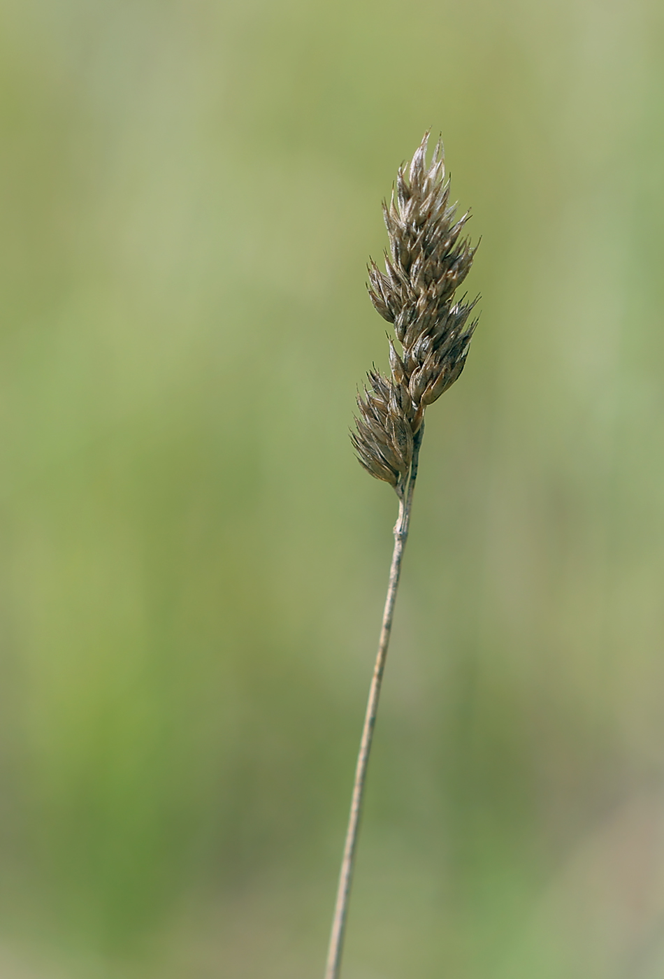 Изображение особи Dactylis glomerata.