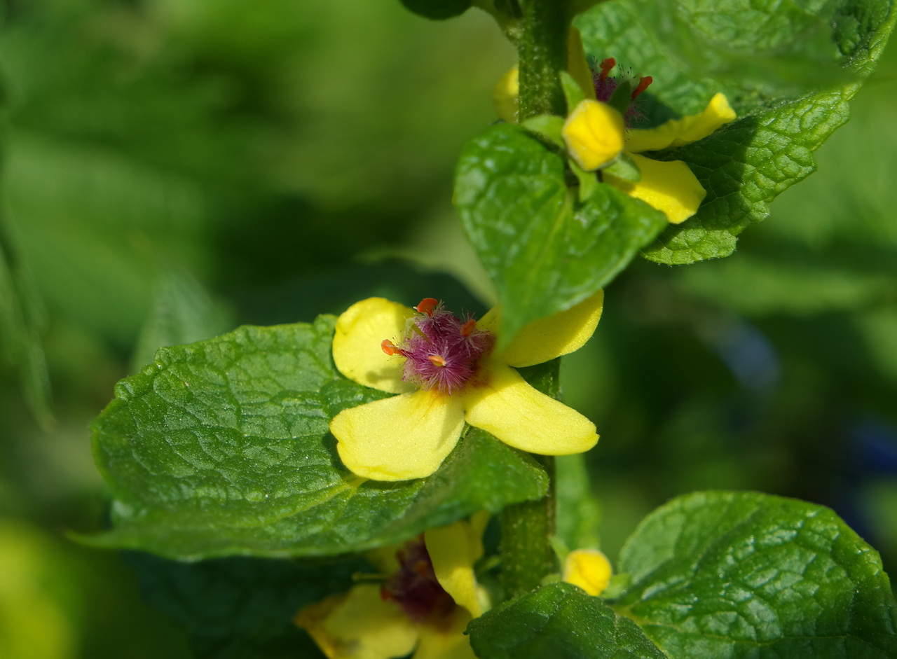 Изображение особи род Verbascum.