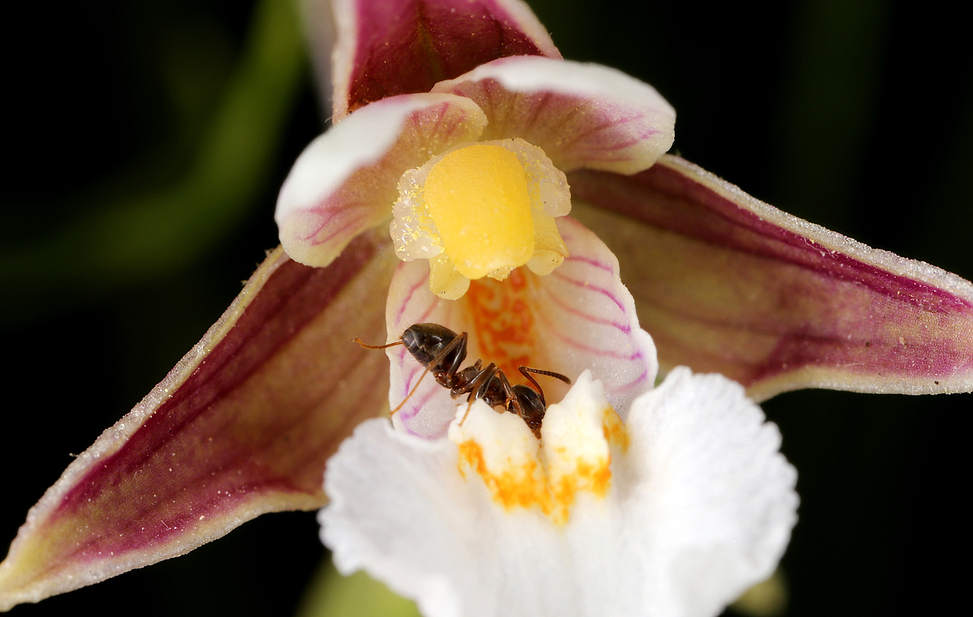 Image of Epipactis palustris specimen.