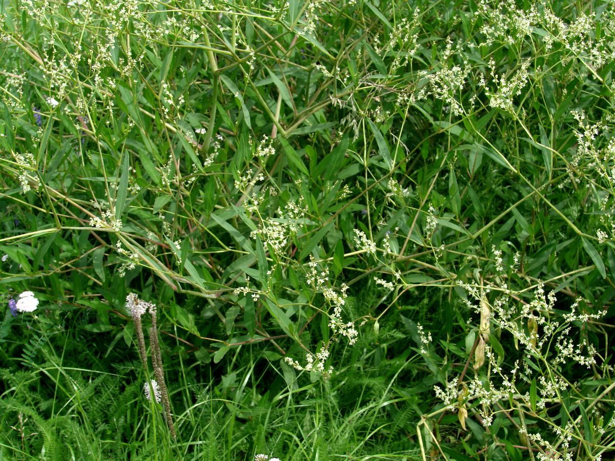 Image of Aconogonon divaricatum specimen.