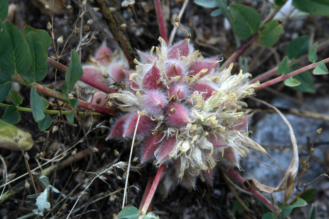 Image of Astragalus sewertzowii specimen.