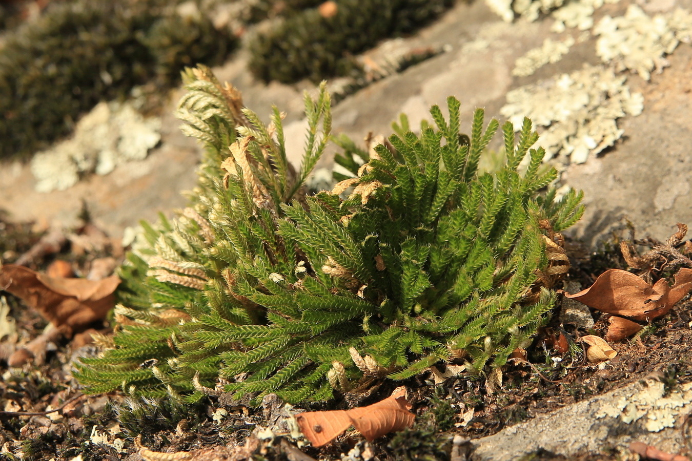 Изображение особи Selaginella tamariscina.