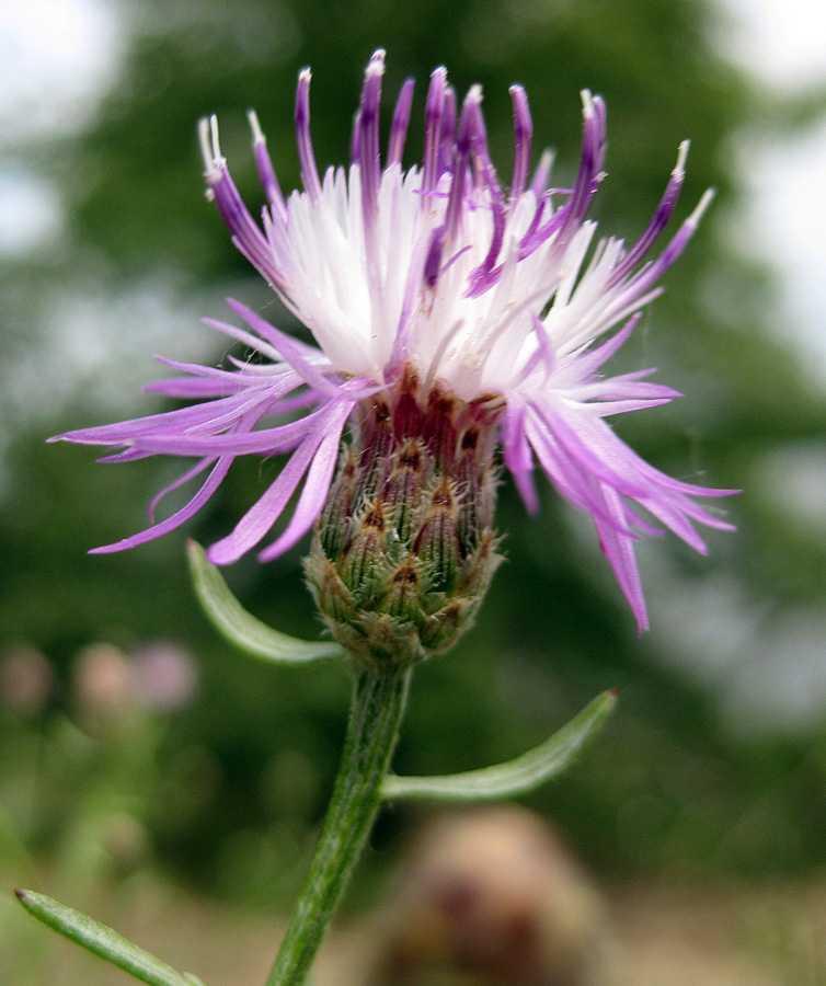 Image of Centaurea borysthenica specimen.