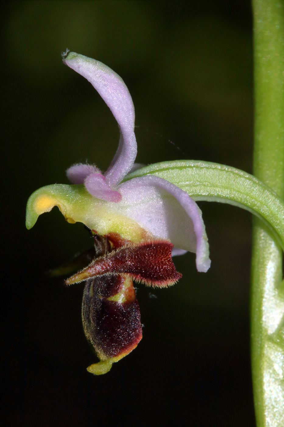 Изображение особи Ophrys oestrifera.