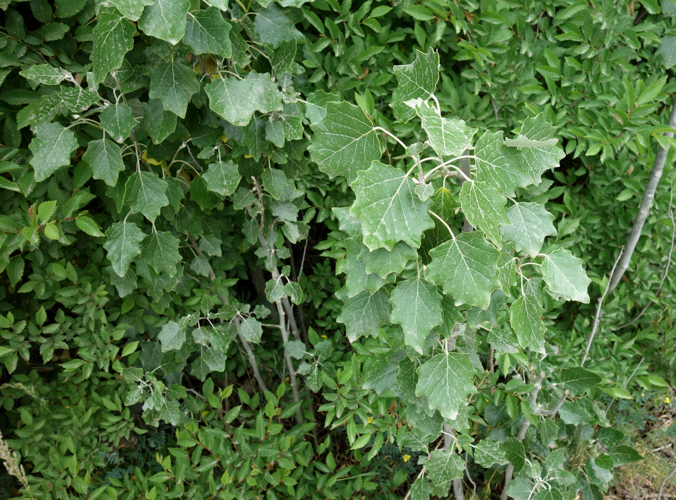 Image of Populus alba specimen.