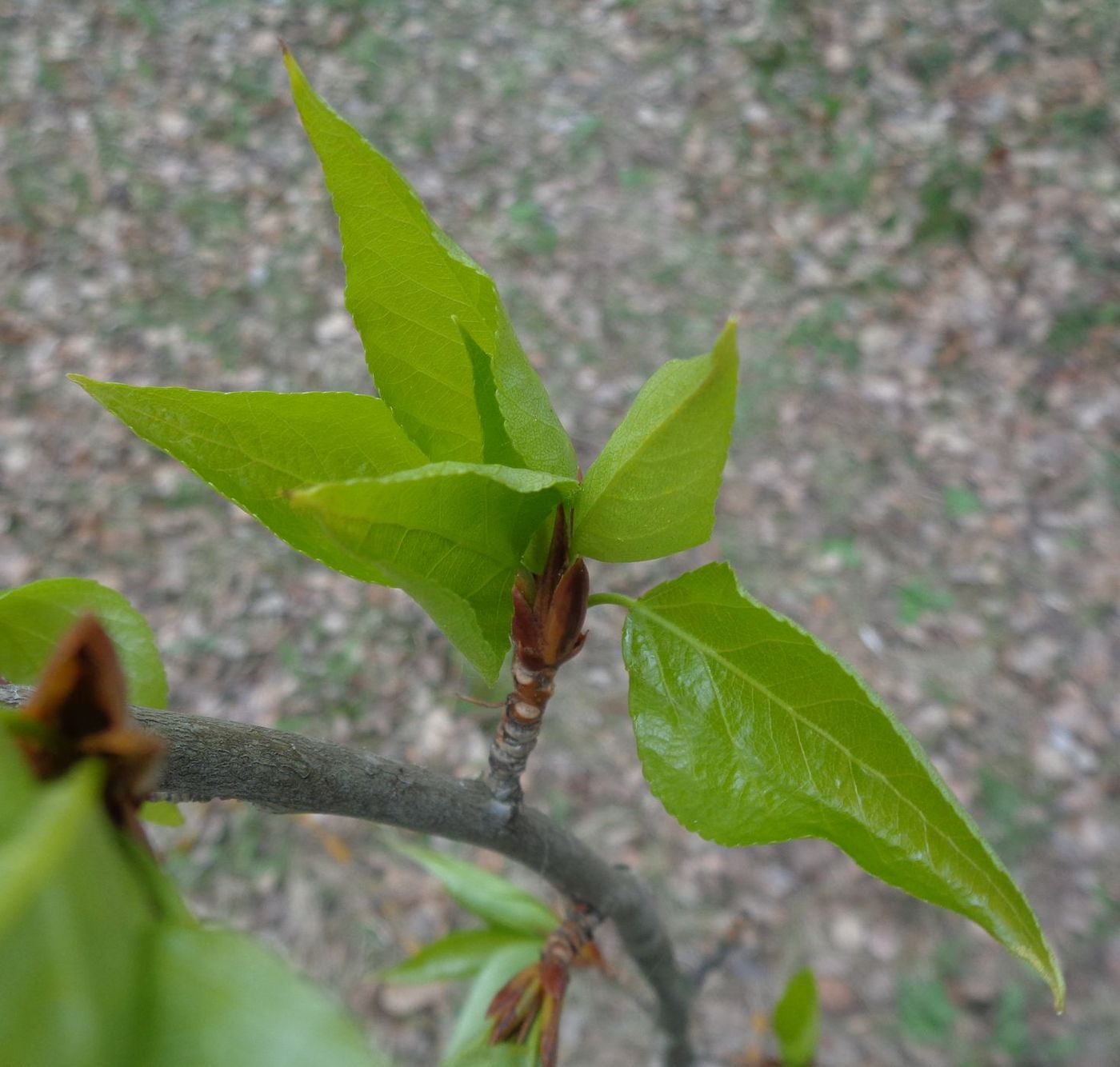 Image of Populus longifolia specimen.