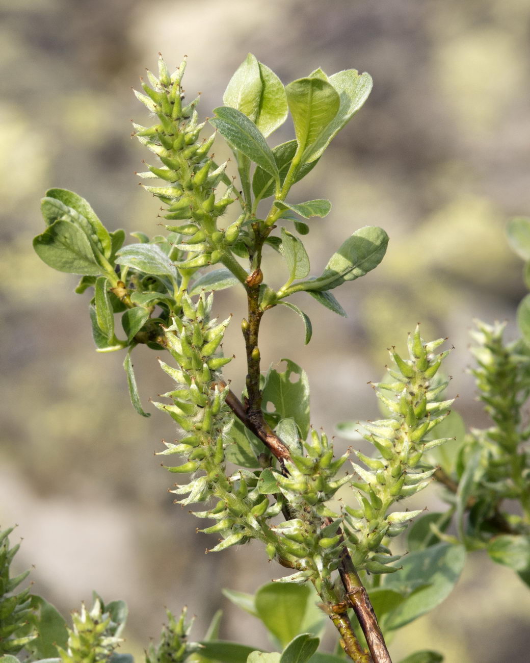 Image of Salix uralicola specimen.