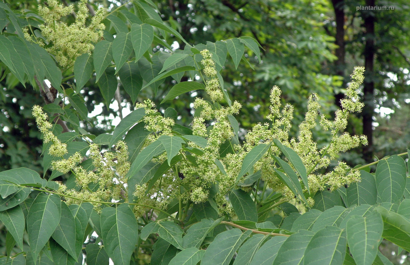 Image of Ailanthus altissima specimen.