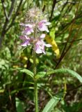 Stachys aspera. Верхушка побега с соцветием. Хабаровский край, окр. с. Галкино, берег озера. 22.07.2019.