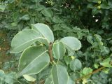 Смотреть изображение Pyrus pyraster