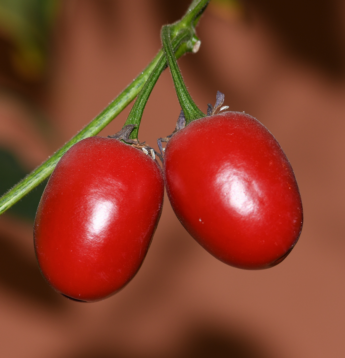 Image of Capsicum pubescens specimen.